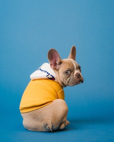 Pet Products